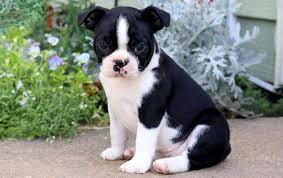 Boston Terrier