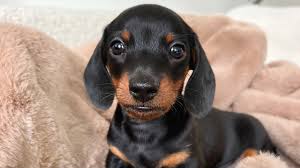 Dachshund Puppies