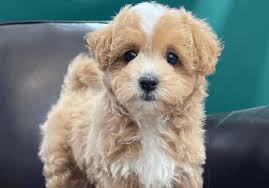 maltipoo puppies