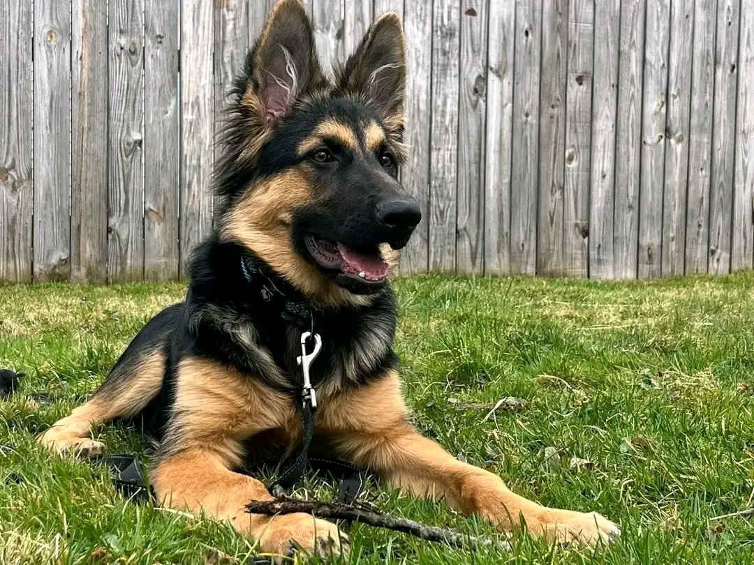 Mika