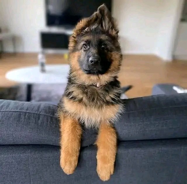 Jack