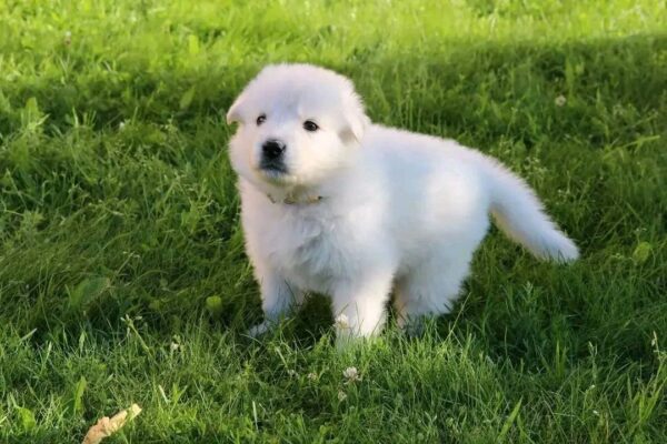 Leo - Image 2