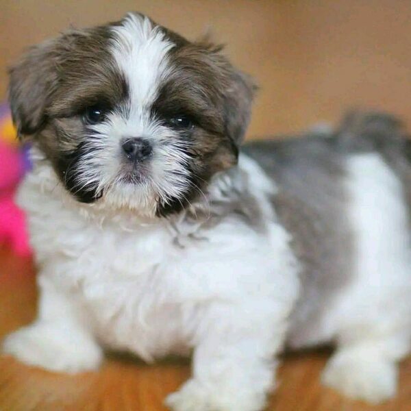 Zoey - Image 2