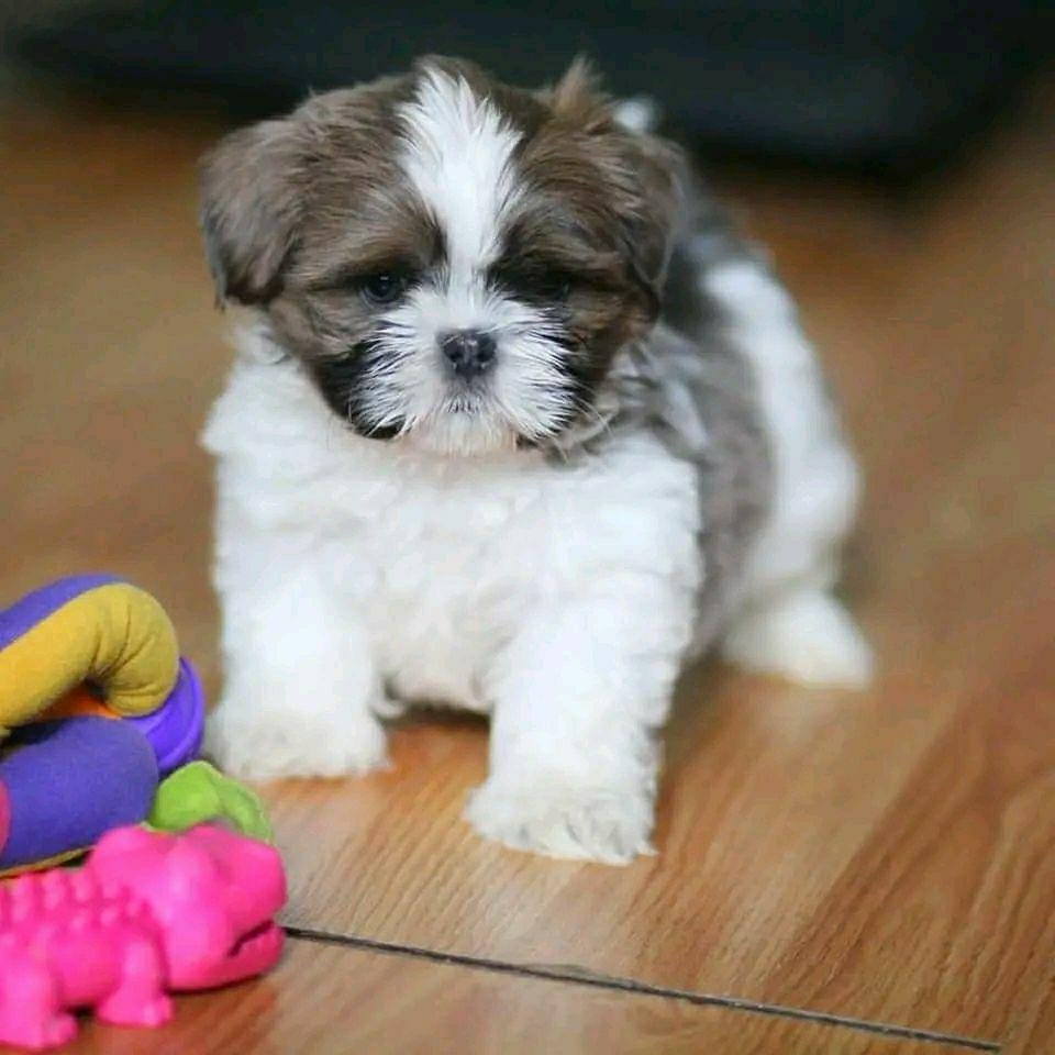 Zoey